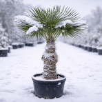 Palma konopná (Trachycarpus fortunei) - výška kmeňa 40-50 cm, celková výška 120-160 cm, kont. C20L/55L (-17°C)